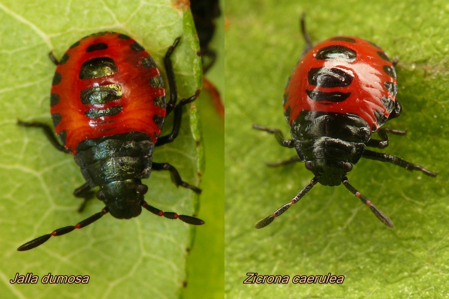 Carpocoris sp. (Pentatomidae):   primo stadio ninfale
